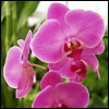 The orchid farm